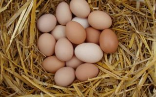 Яйца перепелиные и куриные при язве желудка